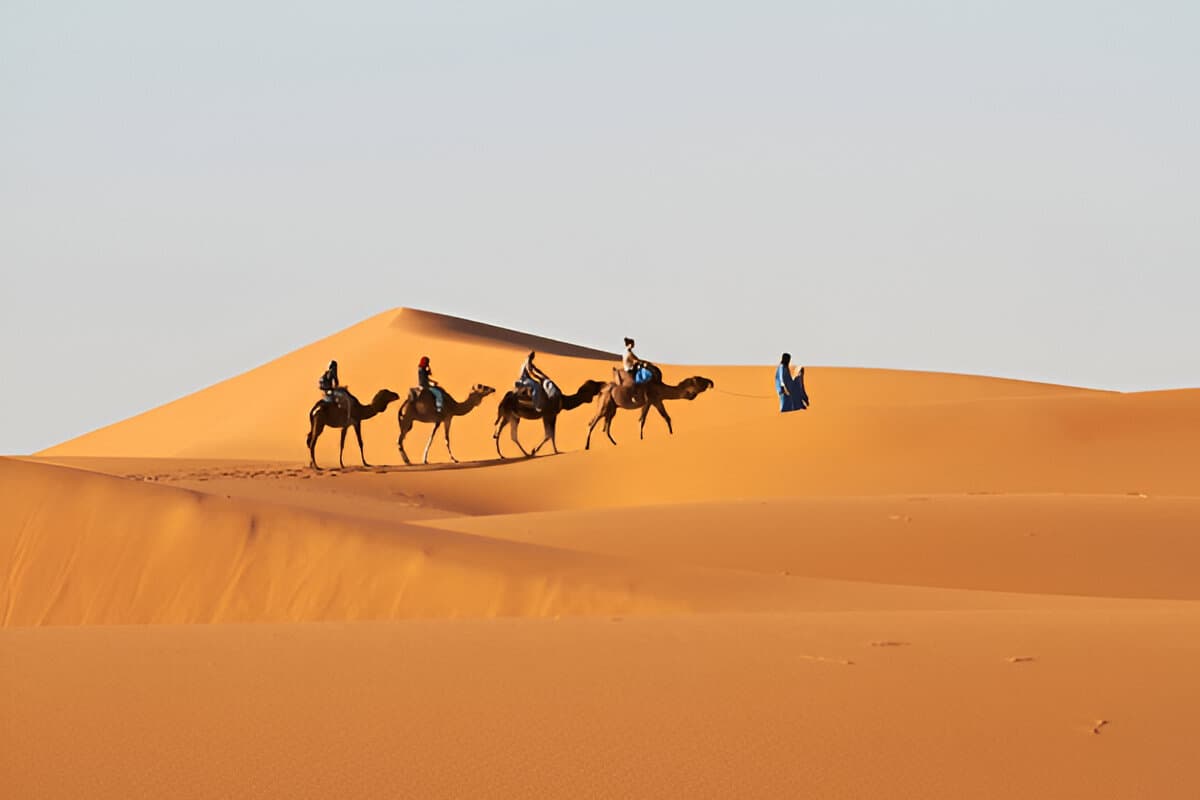 Camels in the dunes near Merzouga