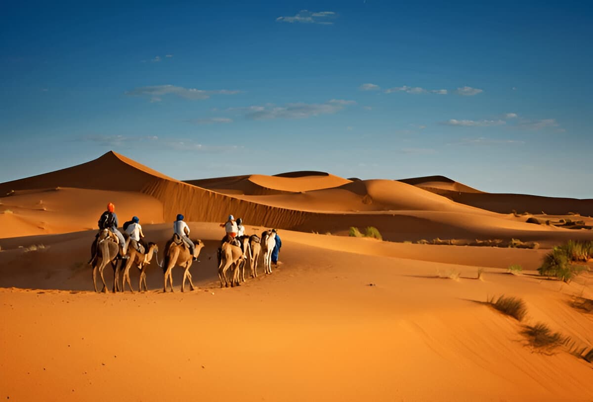 Camel caravan traveling through dunes in the Moroccan Sahara