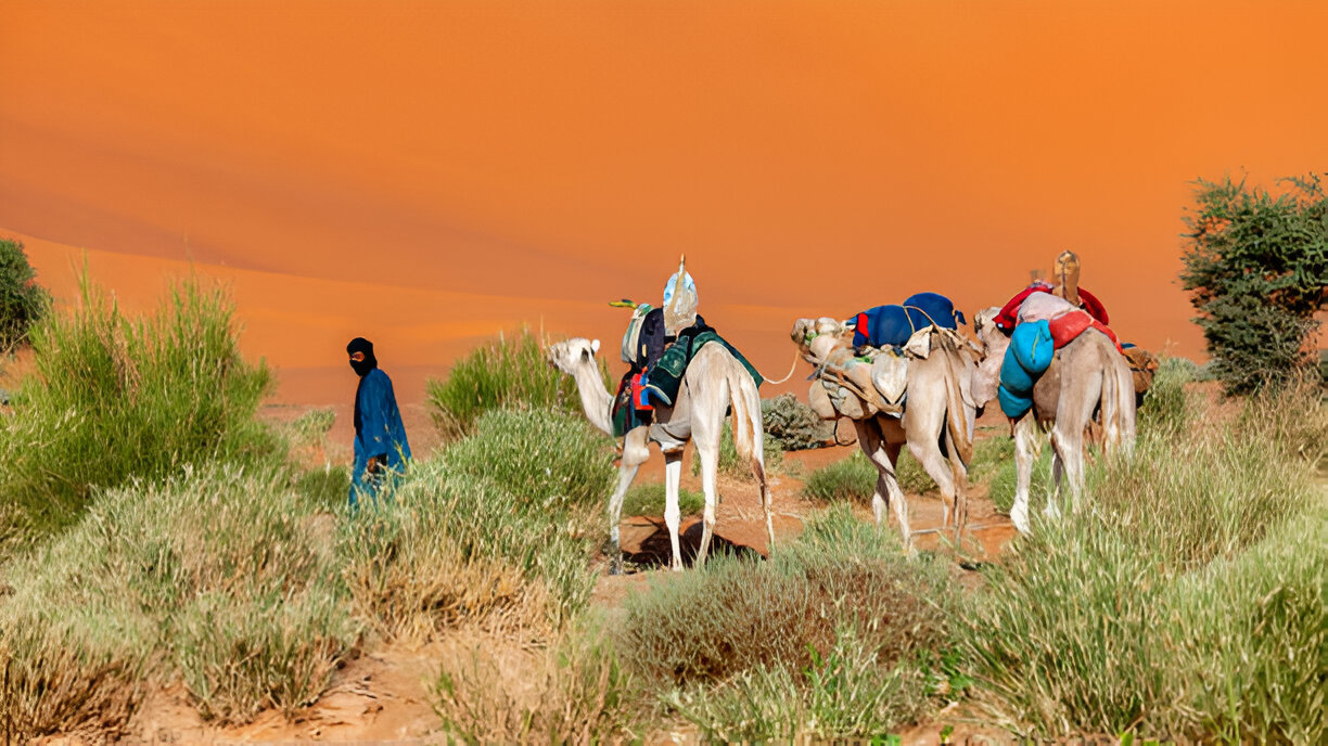 Camel trekking in the Sahara