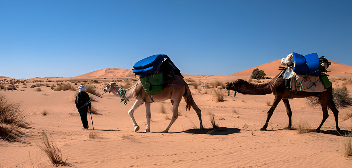 Camel trekking in the Sahara